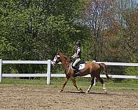 sassy-gelding