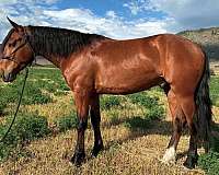 auction-mustang-horse