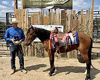 blood-bay-mustang-horse