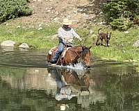 compete-mustang-horse