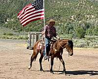 competitive-trail-mustang-horse