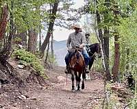 cow-mustang-horse