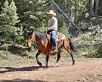 cow-work-mustang-horse