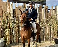 day-mustang-horse