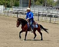 dental-mustang-horse