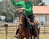 dogs-mustang-horse