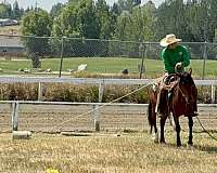 english-mustang-horse