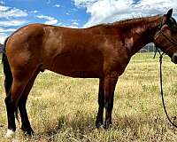 equipment-mustang-horse