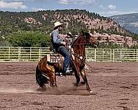 farrier-work-mustang-horse