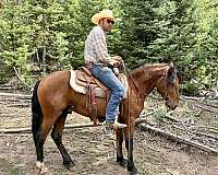 freestyle-mustang-horse
