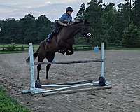 bay-none-horse