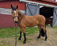 sport-horse-warmblood