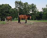 warmblood-horse