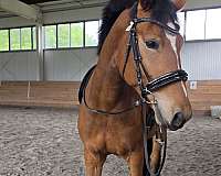 all-around-warmblood-horse