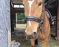 athletic-warmblood-horse