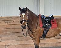 cross-warmblood-horse