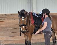 draft-warmblood-horse