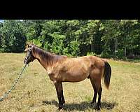 quarter-horse-gelding