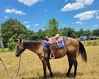 quarter-horse