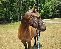 quarter-horse-for-sale
