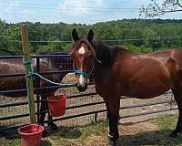 quarter-horse-gelding