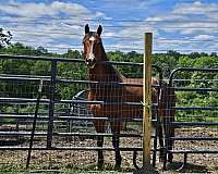 quarter-horse-for-sale