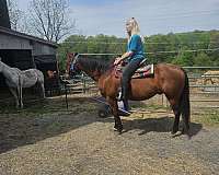 quarter-horse