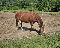 bargain-thoroughbred-horse