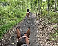 broodmare-thoroughbred-horse