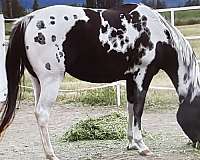 apha-tobiano-brood-mare-paint-horse