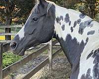 choice-paint-horse