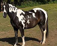 your-choice-paint-horse