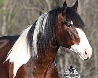quarter-horse