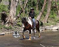 ranch-work-quarter-horse