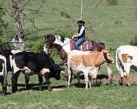 beginner-safe-quarter-horse