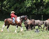 gaited-horse-quarter