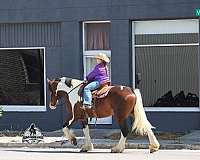 beginner-quarter-horse