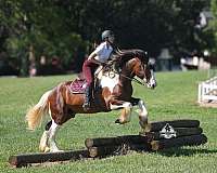 ranch-work-draft-horse