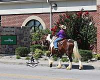 beginner-draft-horse