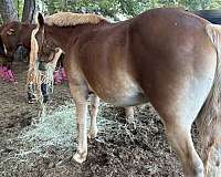 percheron-horse-for-sale