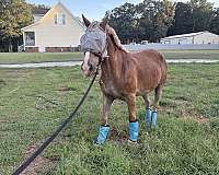 percheron-gelding