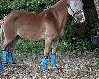 percheron-horse