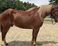 sorrel-belgian-gelding