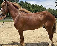 sorrel-gelding-for-sale