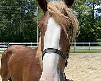 16-hand-belgian-gelding