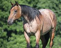 ranch-work-quarter-horse