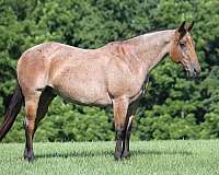 beginner-safe-quarter-horse