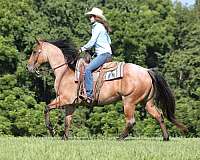 family-horse-quarter