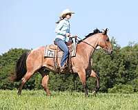 trail-quarter-horse