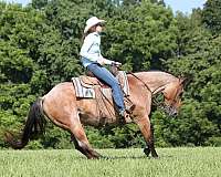all-around-quarter-horse